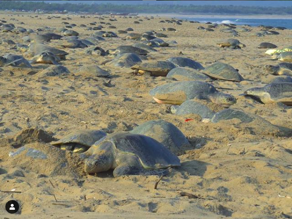 欖蠵龜上一次於白天大規模築巢是7年前。   圖：取自IG@bipro_seas