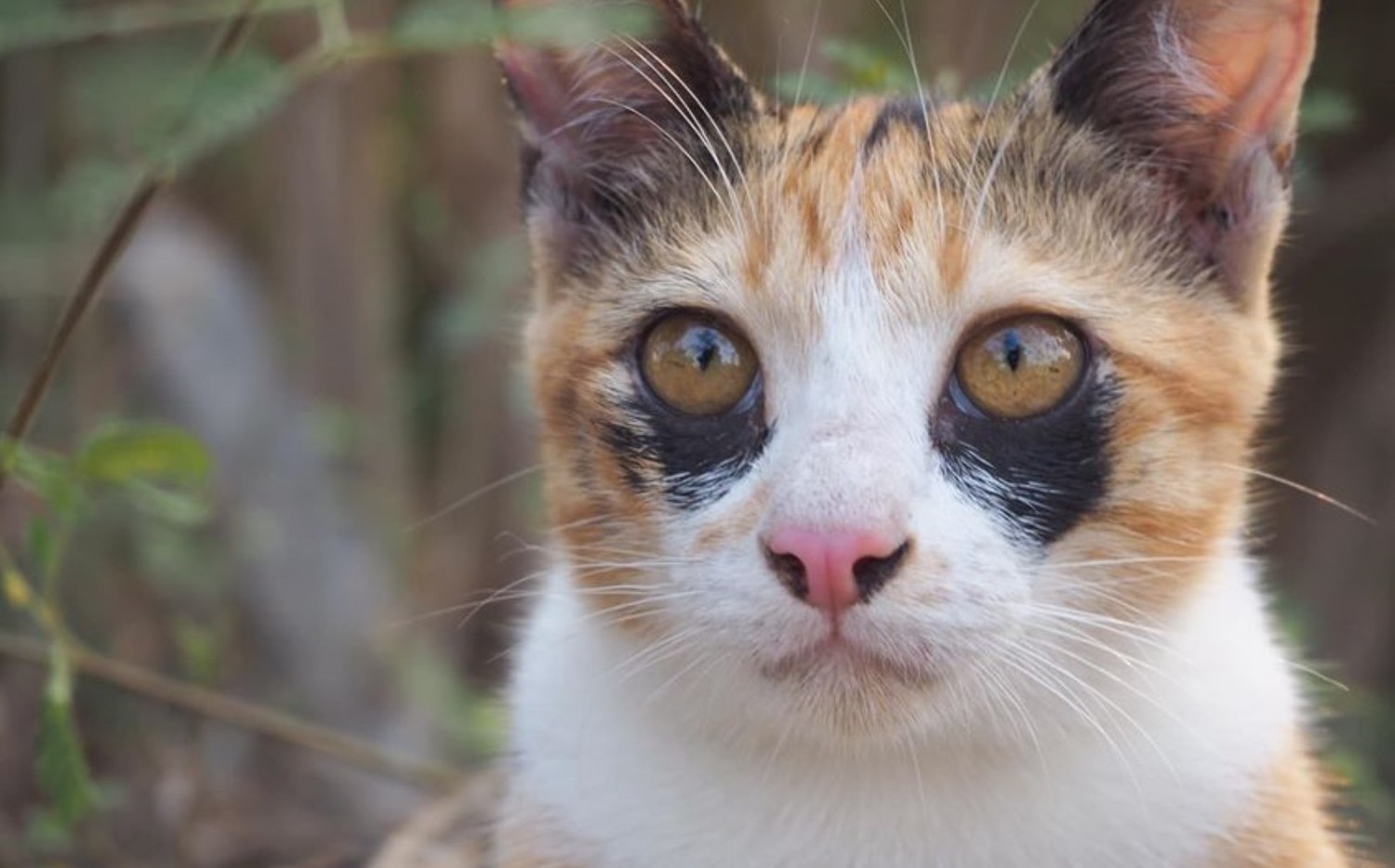 泰國三花貓「黑眼圈」超特別網全噴笑：熬夜不好啦！ | 新奇| Newtalk新聞