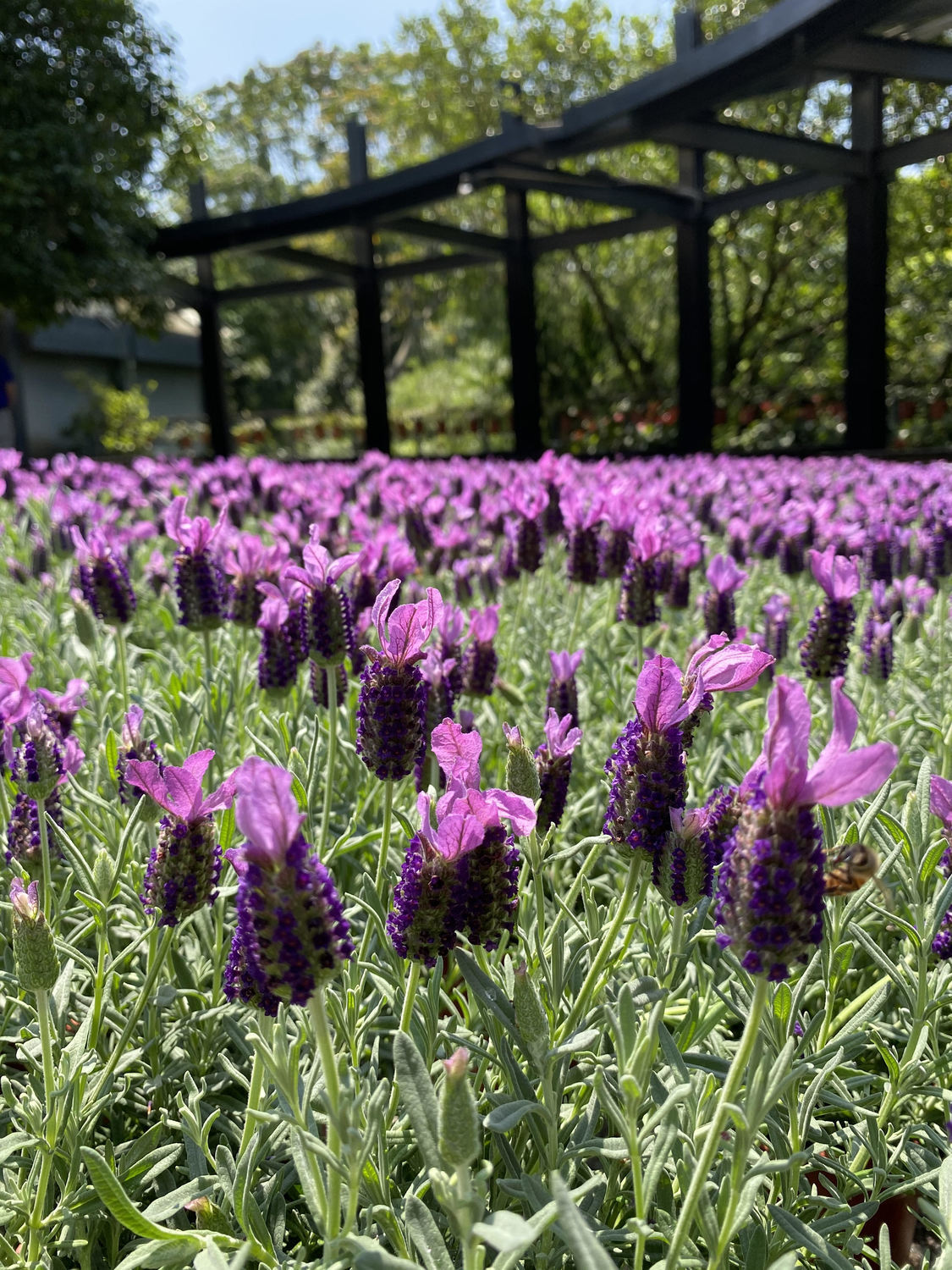 愛情迫降內雙溪 紫色花海5月全面盛開 旅遊 新頭殼newtalk