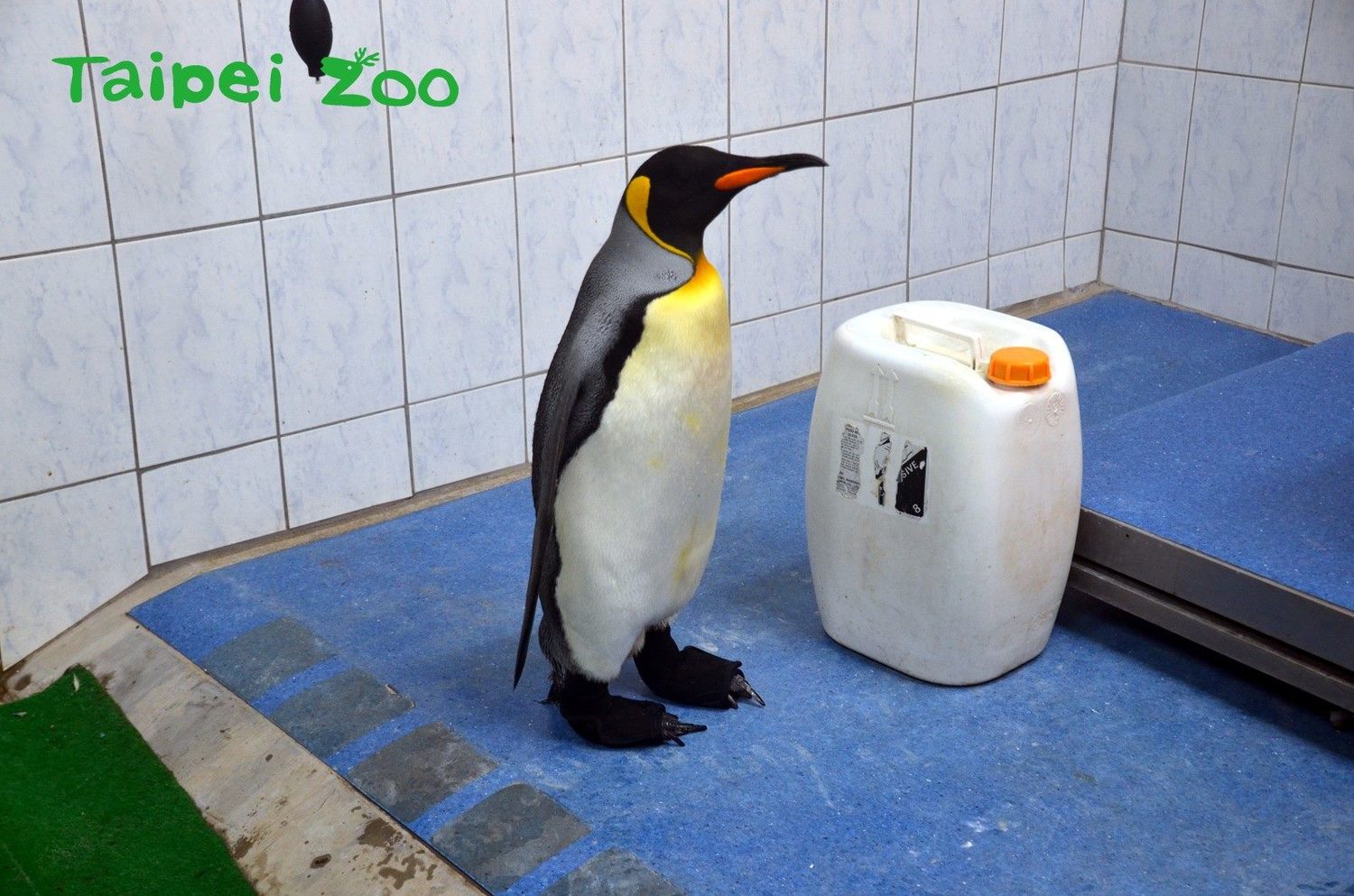 動物園與以3D列印技術為受傷的國王企鵝特製防水鞋套，完整包覆上藥的腳掌，避免踩踏到地面的糞尿、導致感染加劇。   圖：台北市立動物園／提供
