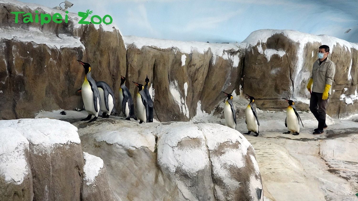 有些企鵝走不到1/3就開始抗議跟放慢腳步。   圖：台北市立動物園／提供