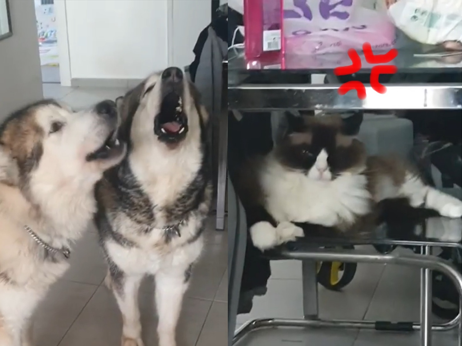 影 雪橇犬聽見消防車幫 高歌宣傳 貓咪一臉無奈 吵夠沒 新奇 新頭殼newtalk