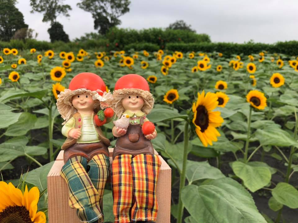 夏季追花去 3處夢幻花海火熱綻放 旅遊 新頭殼newtalk