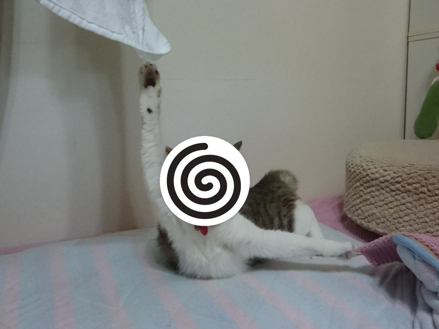 貓星人兩爪卡住變 指揮交通 好無奈網笑 拍攝者不救 新奇 新頭殼newtalk