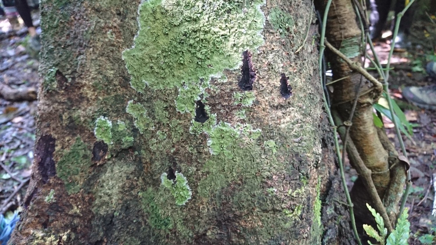 小心熊出沒 花蓮山區黑熊頻繁現蹤玉管處籲巧遇時 安靜速離 生活 新頭殼newtalk