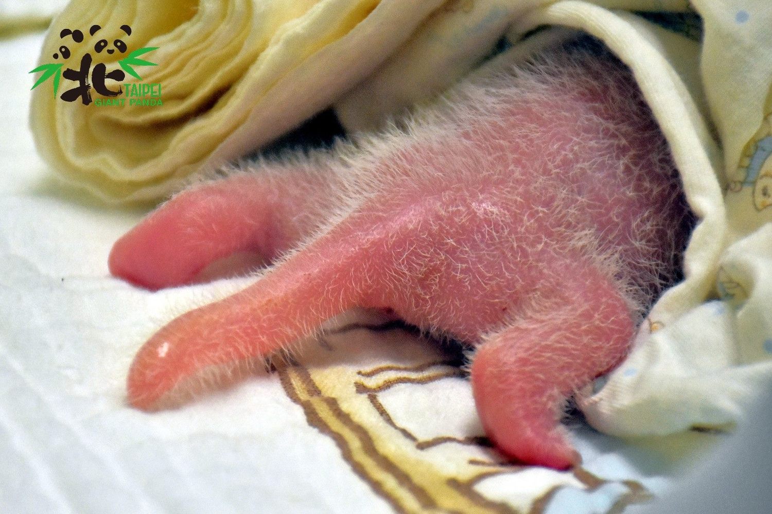新生大貓熊寶寶粉嫩嫩的小尾巴。   圖：台北市立動物園／提供