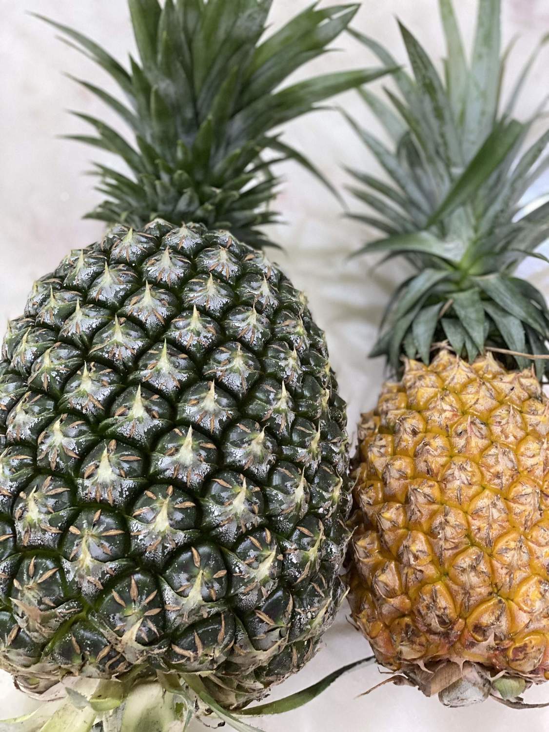 嘉義縣民雄鄉新品種的西瓜鳳梨比一般鳳梨大很多。   圖：中正大學盧鴻毅老師/提供