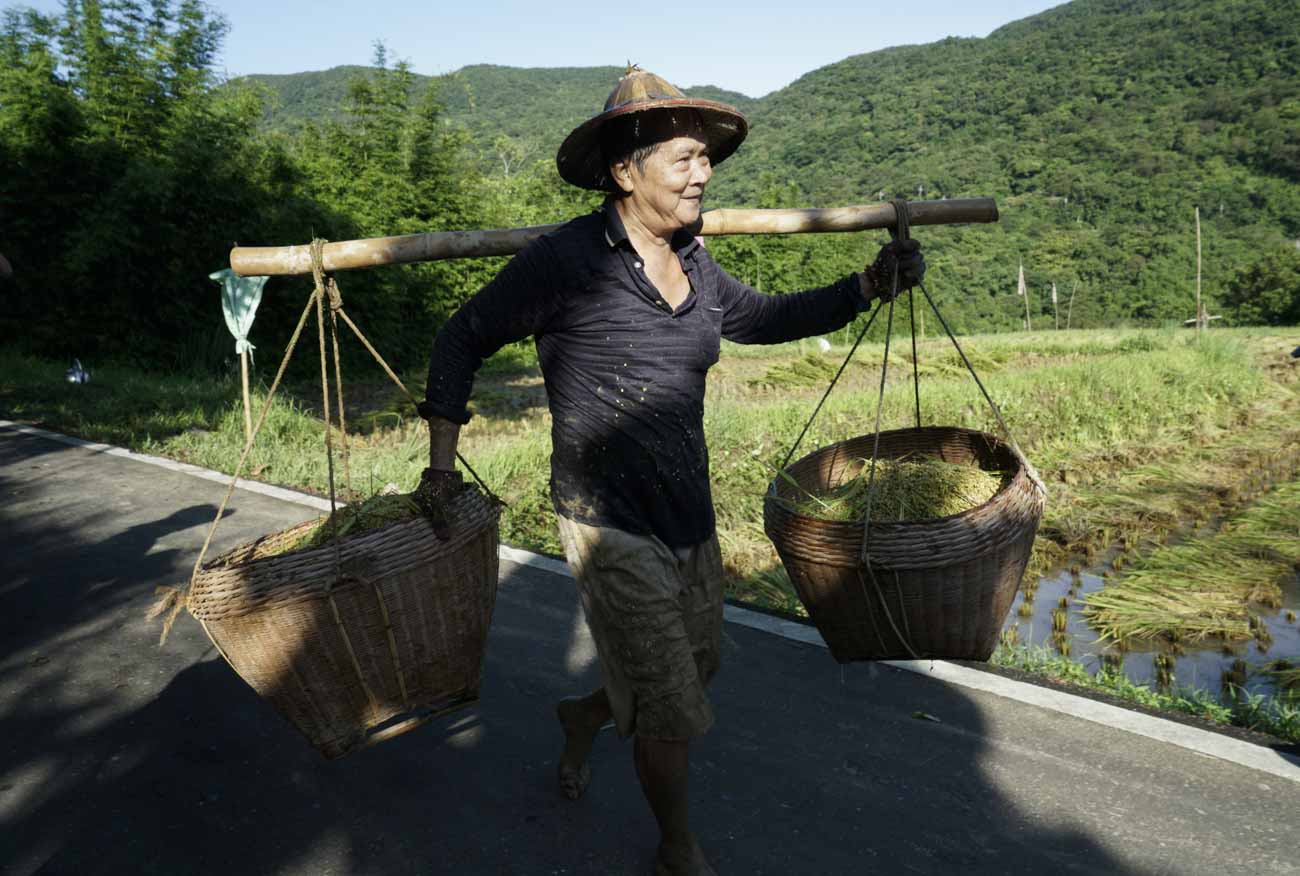 簡秋陽肩挑剛從田裡收割下來的稻穀,準備扛到屋子前的馬路上曬稻穀,割稻日是他這一年當中最重要的日子。 圖:張良一/攝 簡秋陽肩挑剛從田裡收割下來的稻穀,準備扛到屋子前的馬路上曬稻穀,割稻日是他這一年當中最重要的日子。 圖:張良一/攝