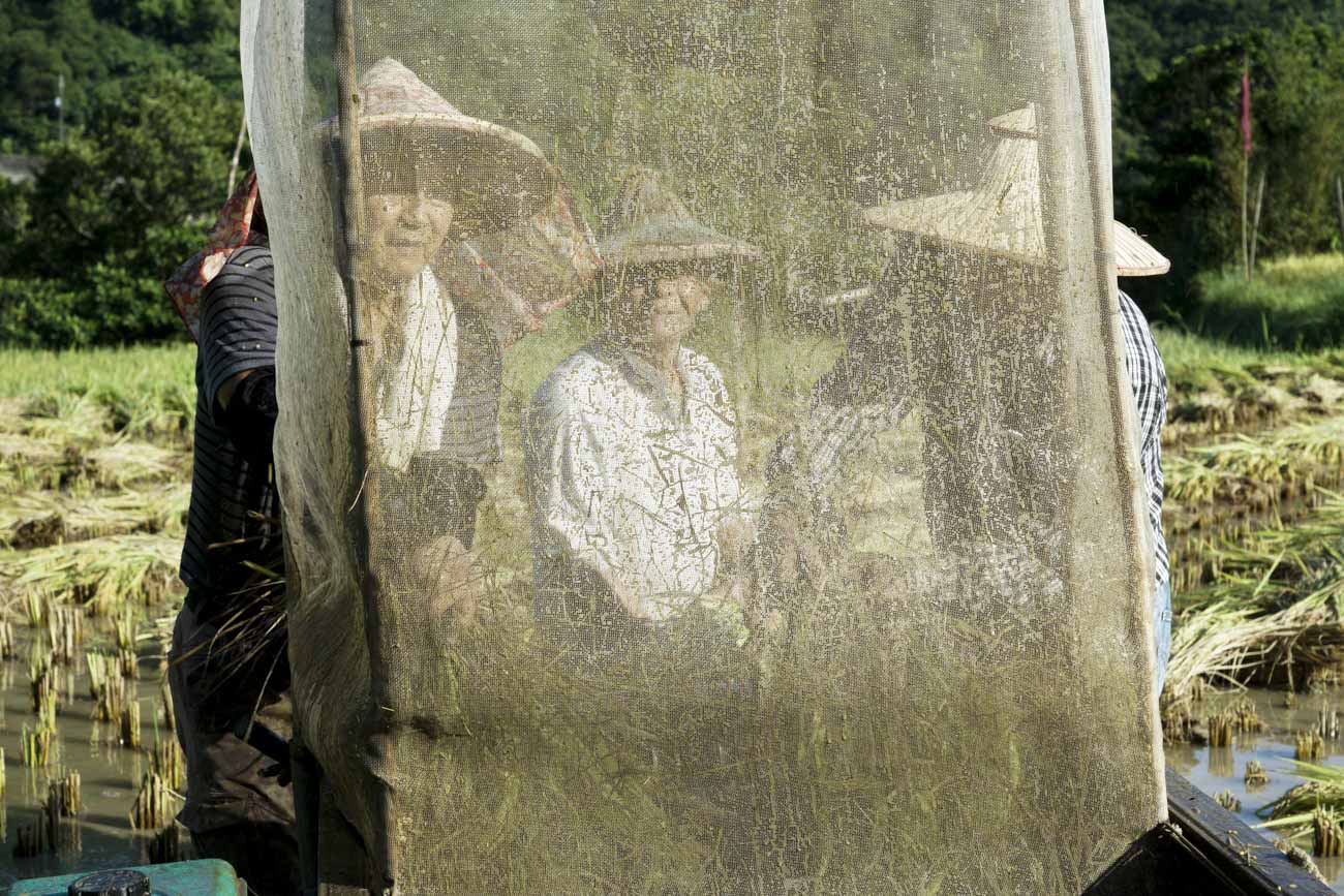 換工的農友們將整束稻稈放進水稻脫榖機脫榖。由於水稻都是水,脫榖機上的紗網噴滿了水珠。 圖:張良一/攝 換工的農友們將整束稻稈放進水稻脫榖機脫榖。由於水稻都是水,脫榖機上的紗網噴滿了水珠。 圖:張良一/攝