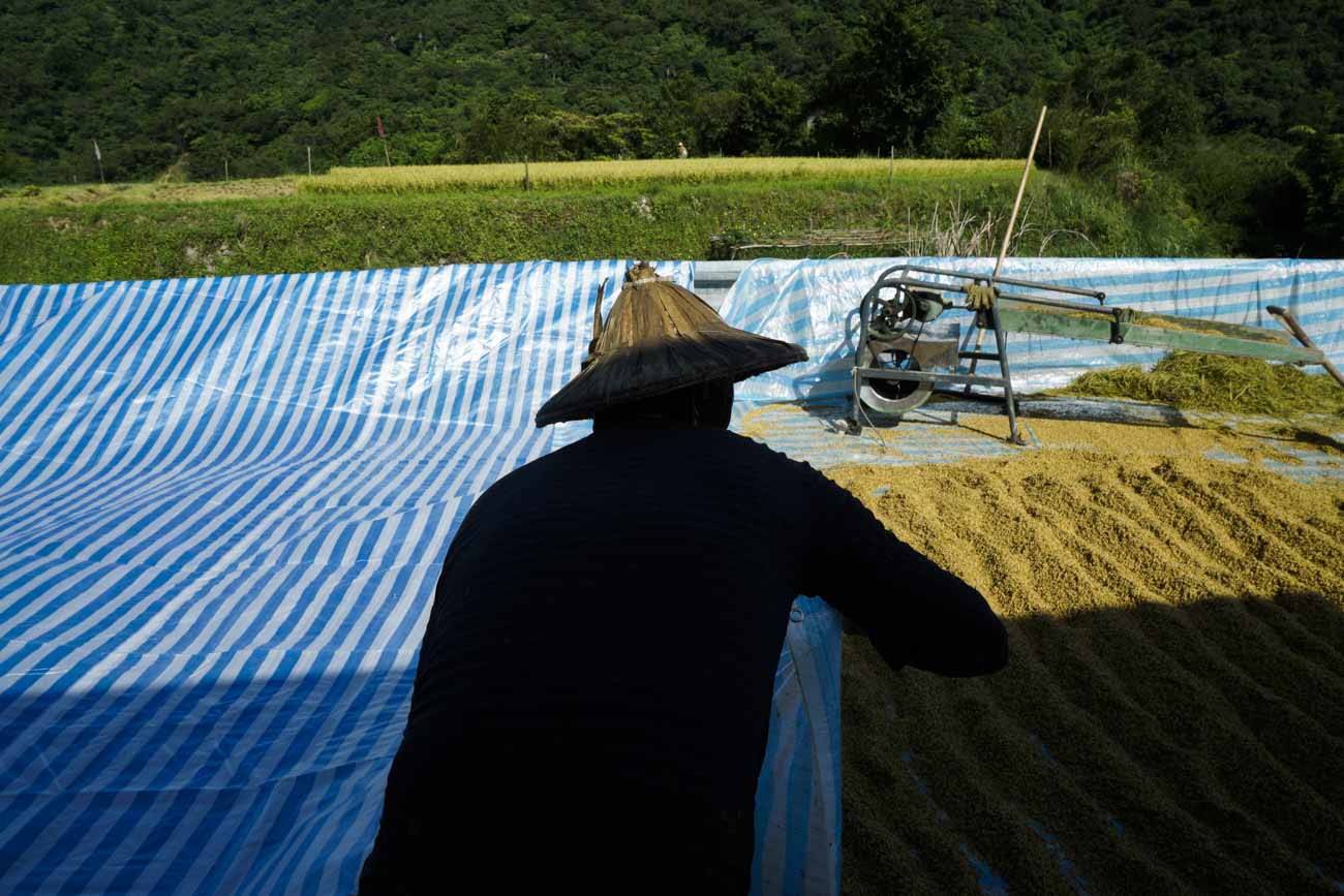 簡秋陽和鄰居阿質阿嬤合力將另一張帆布攤開,讓不斷湧進的稻穀有空間曬。 圖:張良一/攝 簡秋陽和鄰居阿質阿嬤合力將另一張帆布攤開,讓不斷湧進的稻穀有空間曬。 圖:張良一/攝