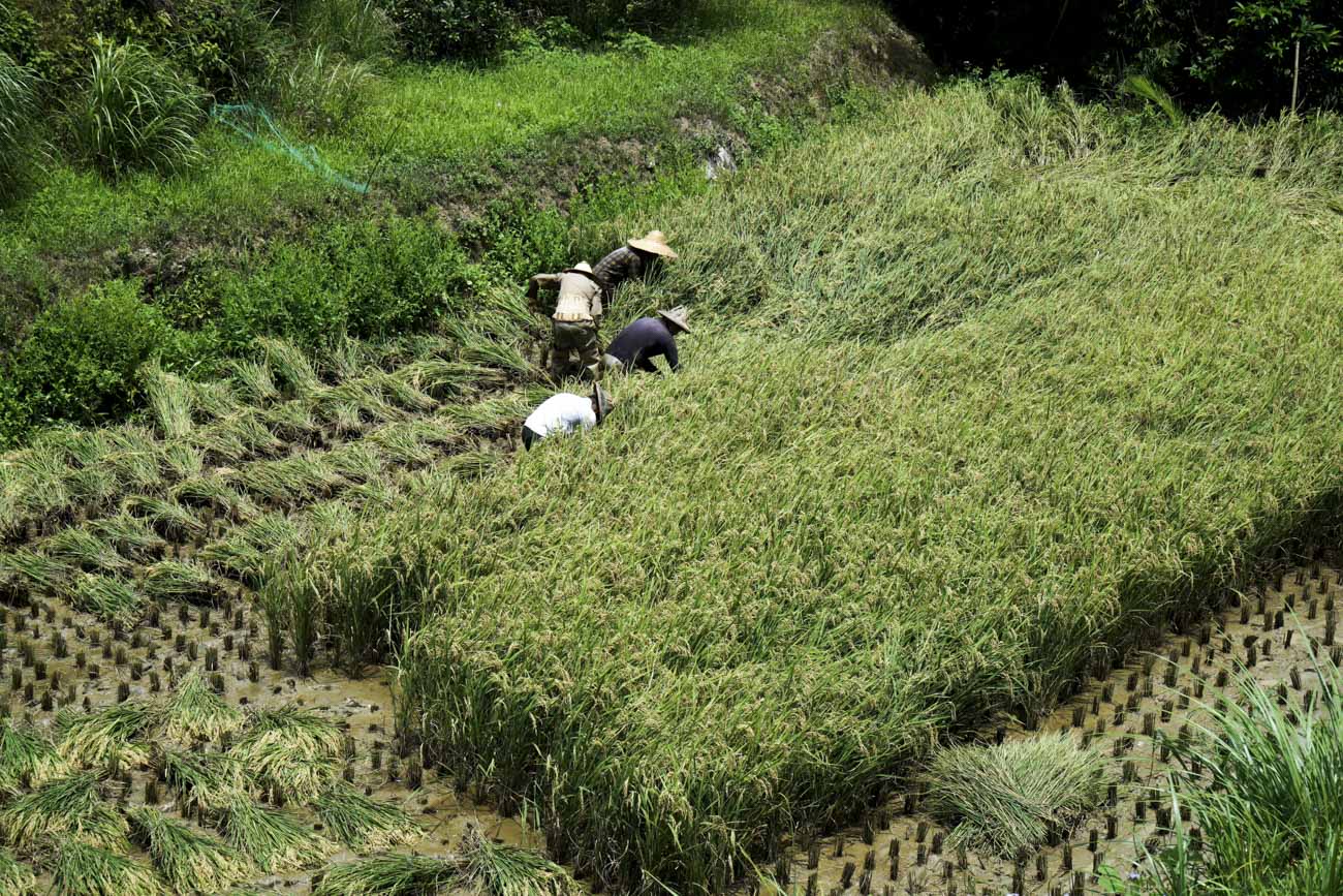 將近中午十二點,烈日灼人,但是農友們仍沒有停下來休息的意思,他們繼續在田裡割稻,打算在午餐前把簡秋陽所有的稻子全部收割起來。簡單梳洗和豐盛的午餐後,他們下午要繼續去另一位農家換工幫忙割稻。 圖:張良一/攝 將近中午十二點,烈日灼人,但是農友們仍沒有停下來休息的意思,他們繼續在田裡割稻,打算在午餐前把簡秋陽所有的稻子全部收割起來。簡單梳洗和豐盛的午餐後,他們下午要繼續去另一位農家換工幫忙割稻。 圖:張良一/攝