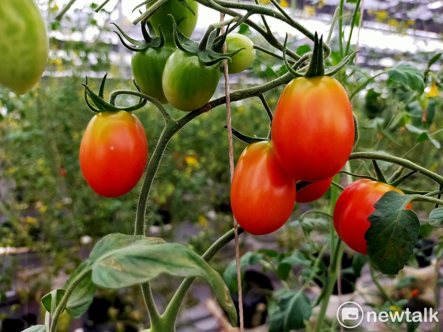 溫室低鉀番茄甜度只有一般番茄的一半。   圖:唐復年/攝