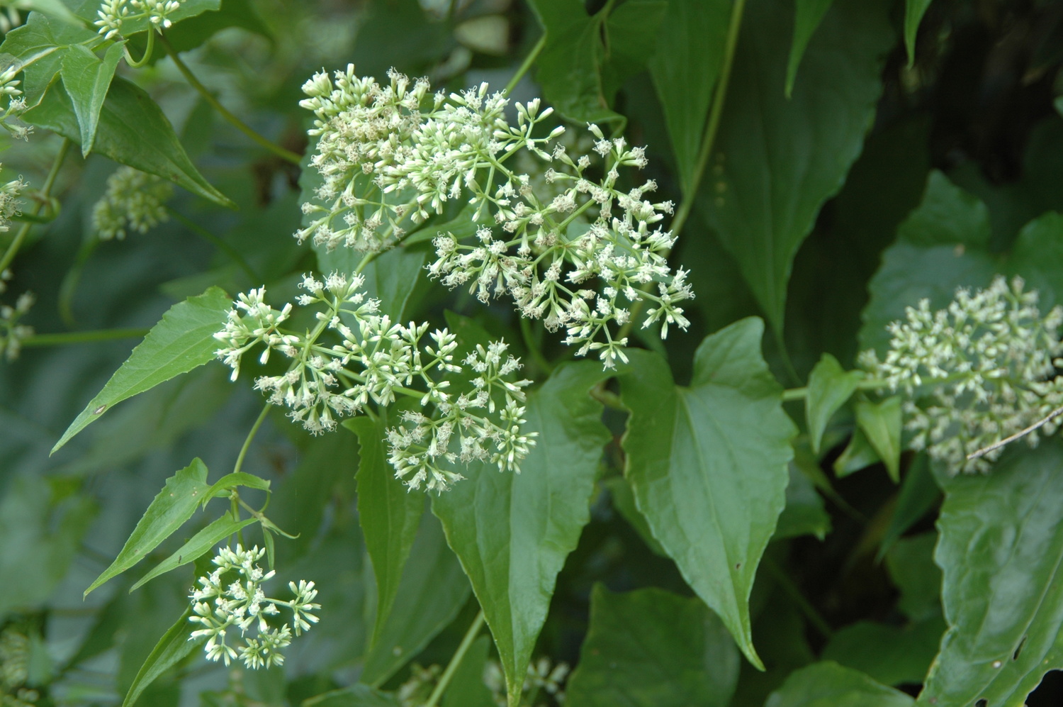 保護台灣原生植物 小花蔓澤蘭防治月活動開跑 生活 Newtalk新聞