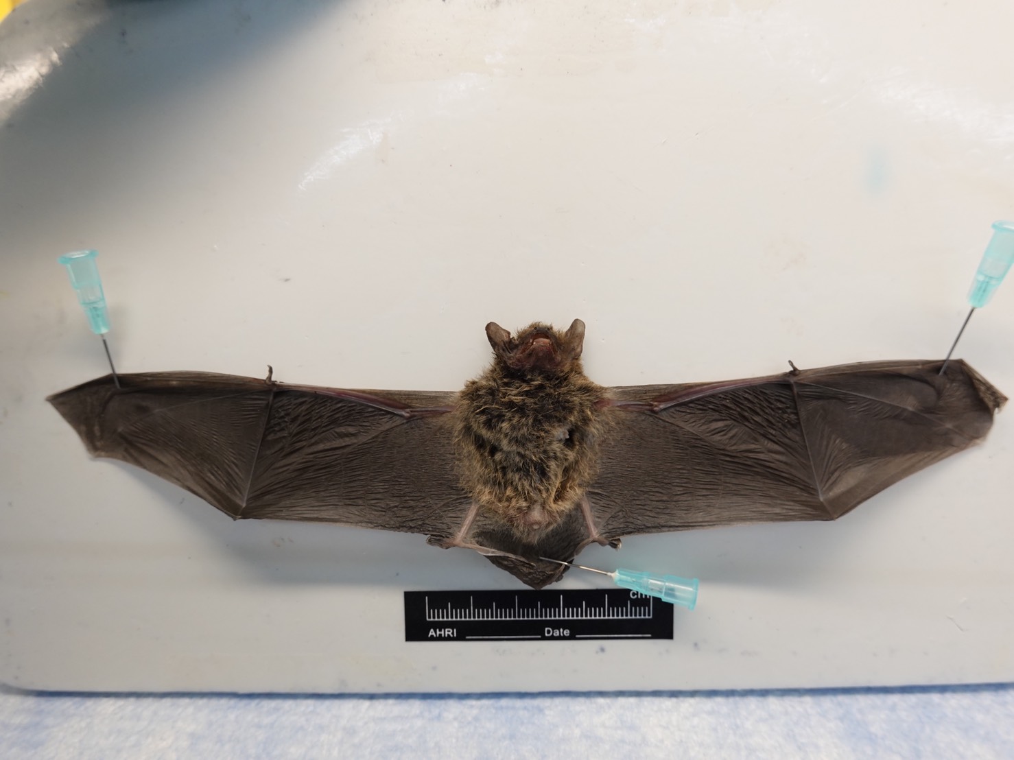 莊孝維？世衛調查團成員稱武漢實驗室沒飼養蝙蝠 澳媒公布影片打臉