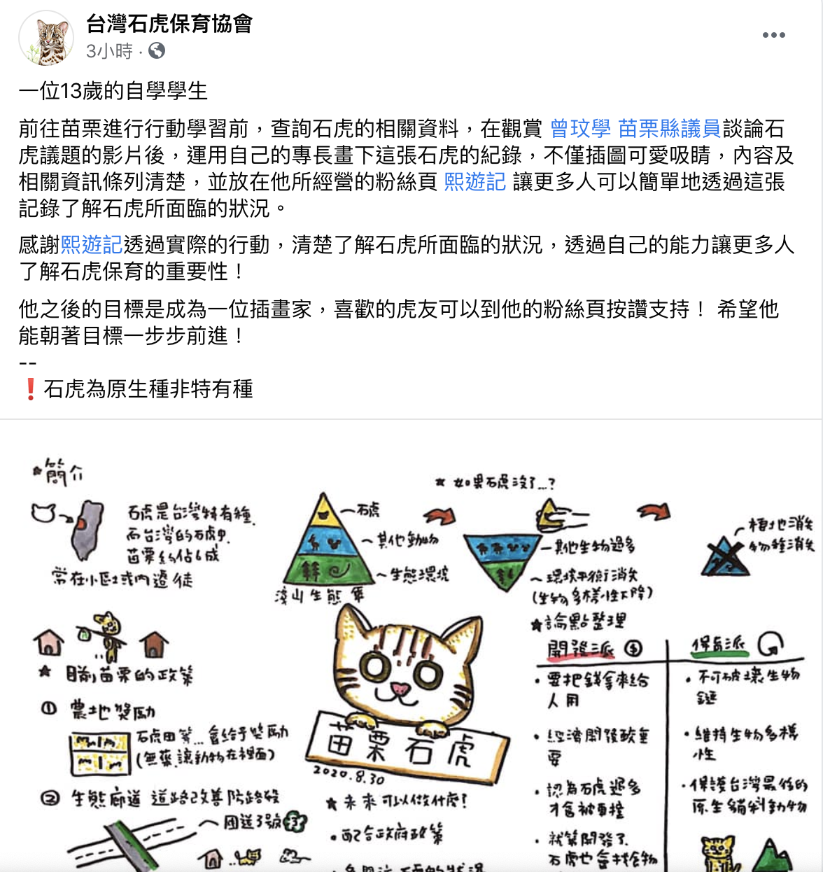 台灣石虎保育協會今（3）日分享一名13歲學生以插畫來呈現石虎保育的資訊   圖：取自台灣石虎保育協會臉書。