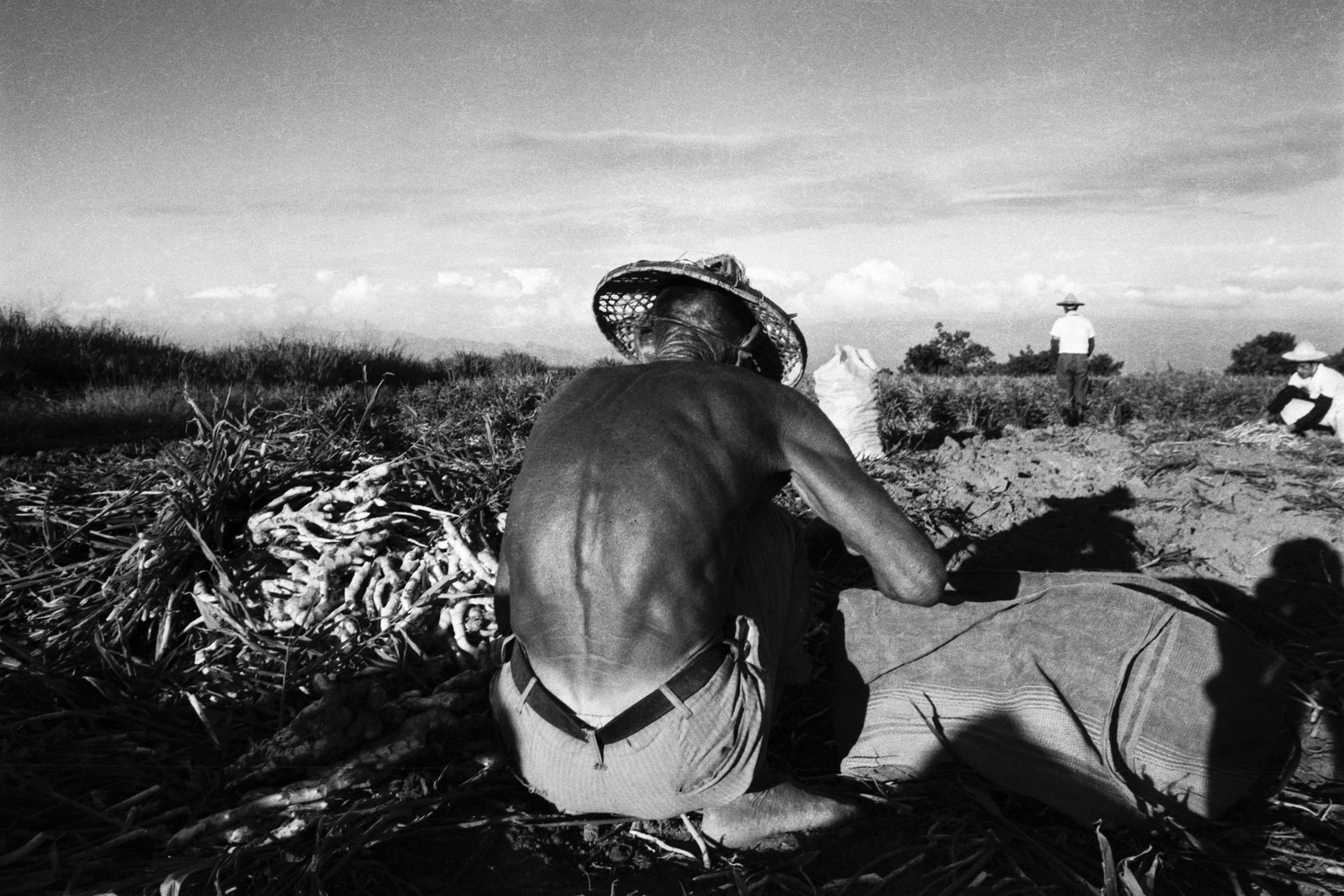 1988年8月，南投樟普寮的農民採收薑。   圖：張良一／攝