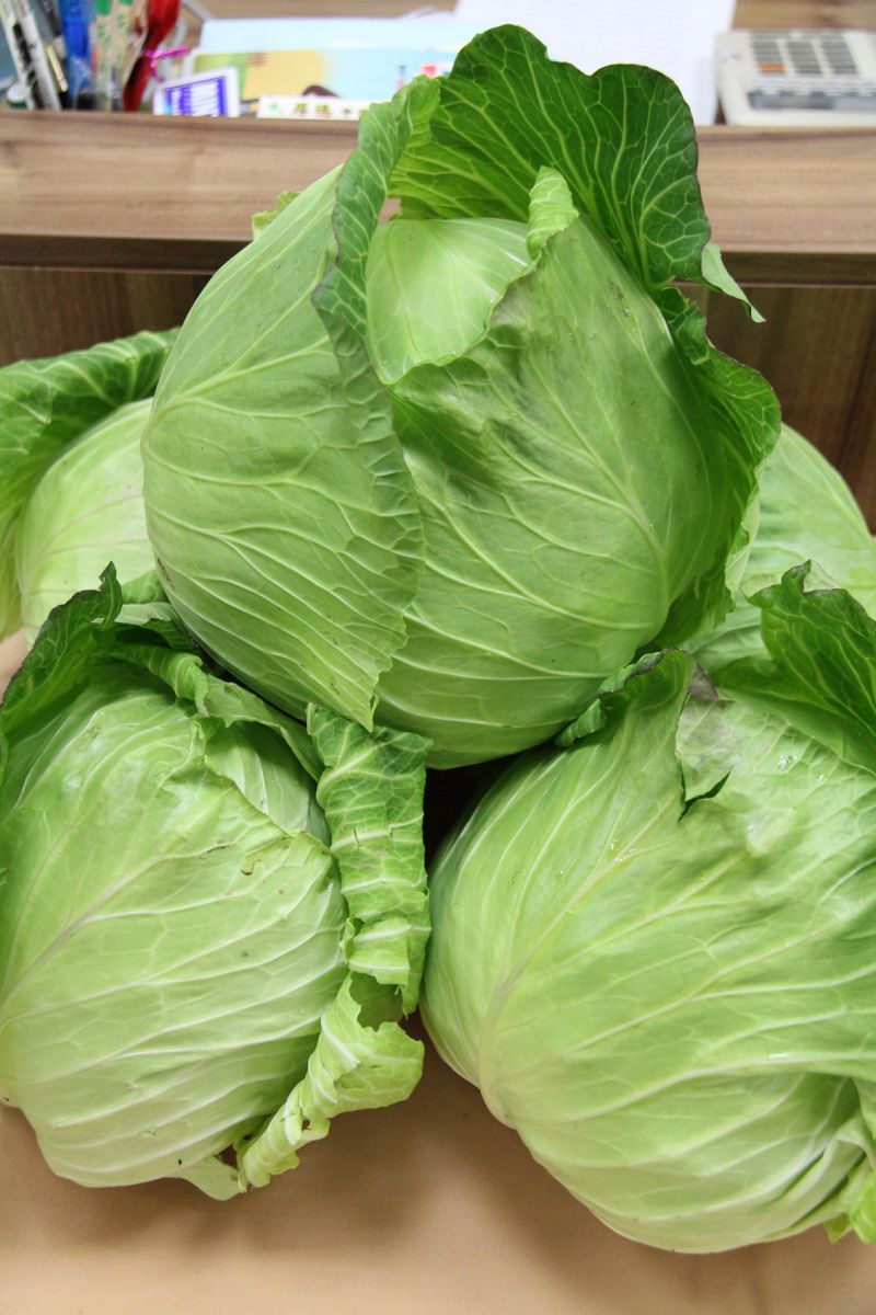 別再種了 農糧署示警 高麗菜瀕臨 超種 警戒值冬季盛產價格恐崩跌 生活 新頭殼newtalk