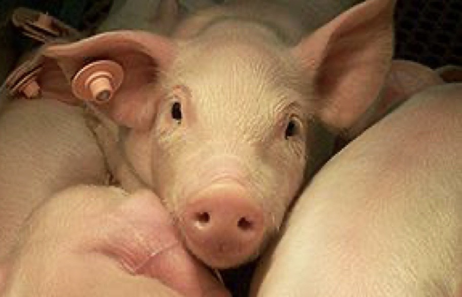 美豬、萊豬議題持續延燒。（示意圖）   圖：動植物防疫檢疫局/提供（資料照）