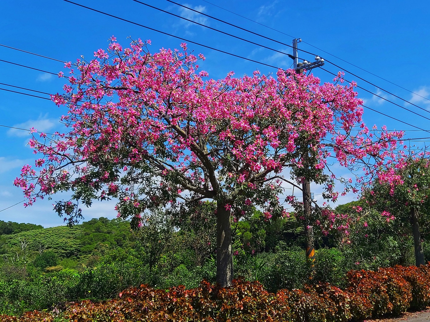 美人樹花正盛開中，粉紅色花朵映襯藍天，讓人忍不住多按幾下快門。   圖：新北市綠美化環境景觀處／提供