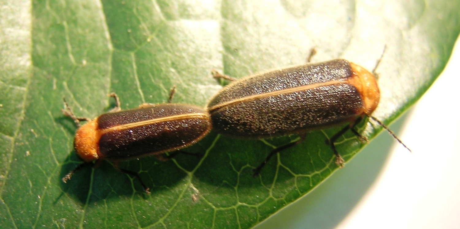 黃緣螢成蟲於交尾 (雌雄同型，雌蟲體型略大於雄)。    圖：新北市農業局／提供