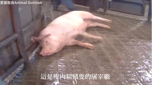 The Kuomintang insisted on not releasing the Clenbuterol and Pork Slaughterhouse movie. Su Zhenchang believed that this action caused unrest among the people and social panic, and would not be good for the image of Lanying's party. Image: Turn the page of Kuomintang Facebook