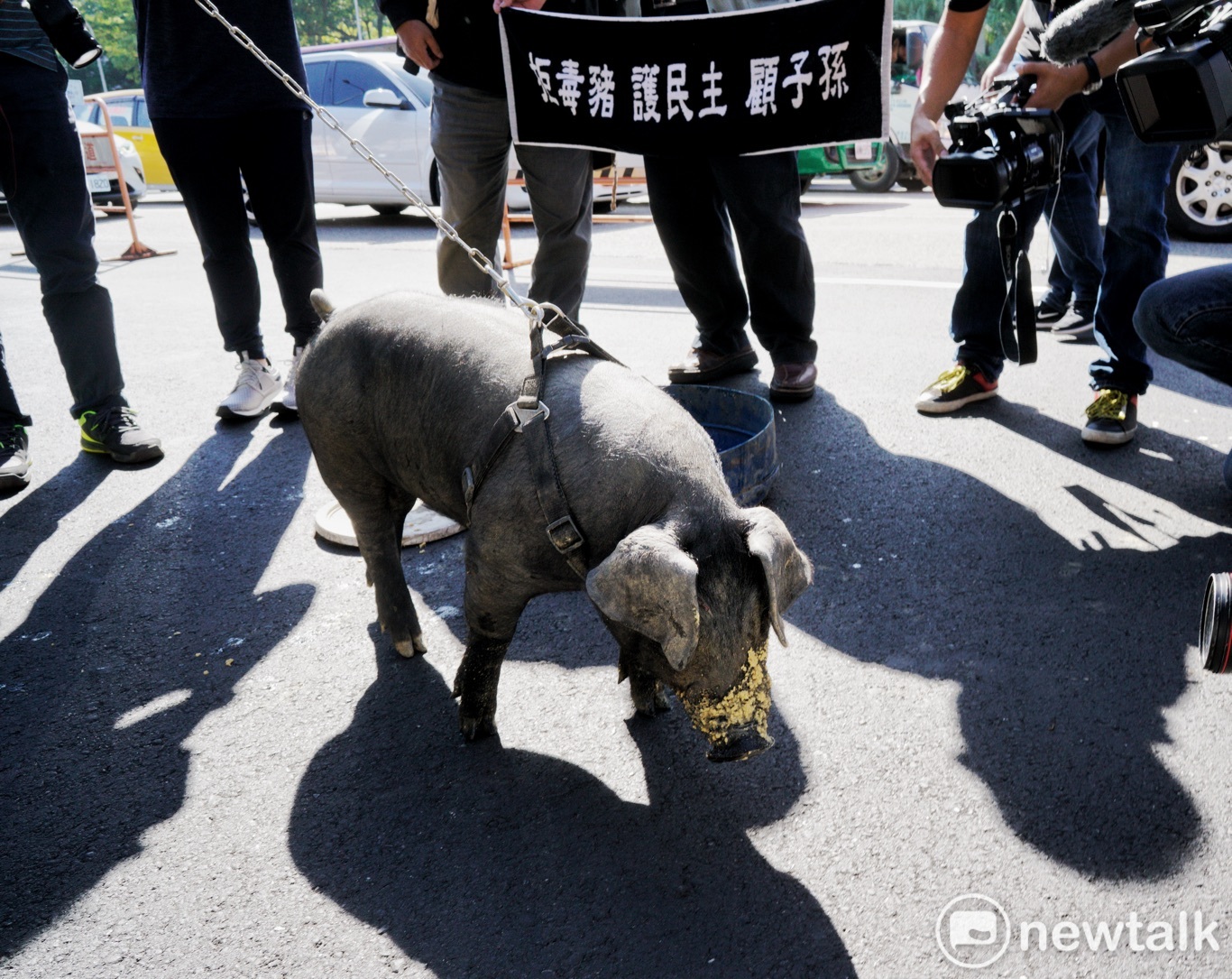 一頭台灣黑豬現身秋鬥遊行記者會現場，不斷發出淒厲哀號聲。   圖：張良一/攝