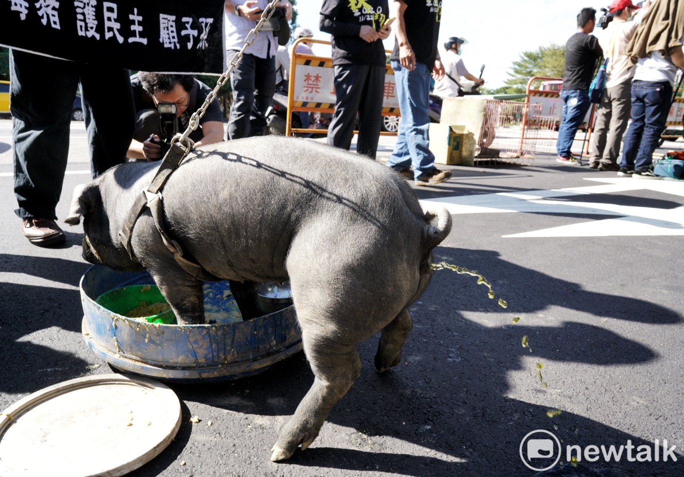 大批媒體記者圍著台灣黑豬拍照，豬豬緊張的尿出尿來。   圖：張良一/攝