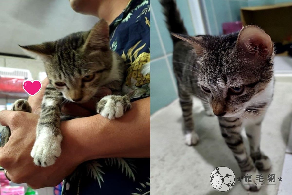 老公路邊撈浪貓卻沒食物她嘲笑回 抓到再說 結局好傻眼 新奇 新頭殼newtalk