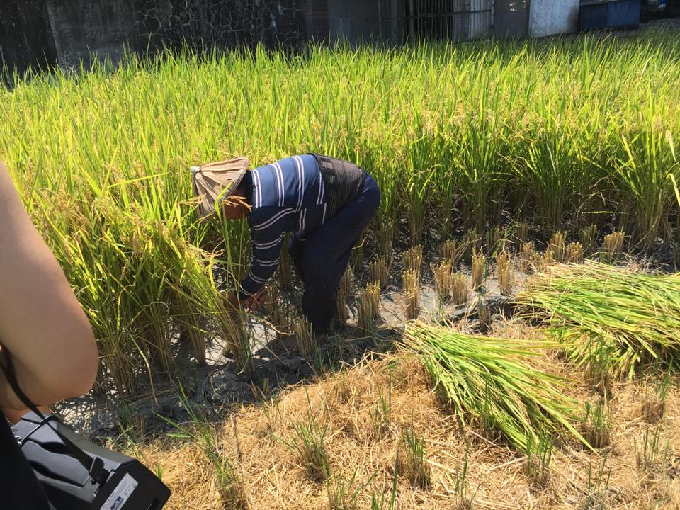 宜蘭農田被視為乾淨無污染，種出的稻米頗受歡迎，也吸引不少觀光客前往體驗農作，圖為宜蘭農民示範割稻。   圖：翻攝自宜蘭縣農業處臉書