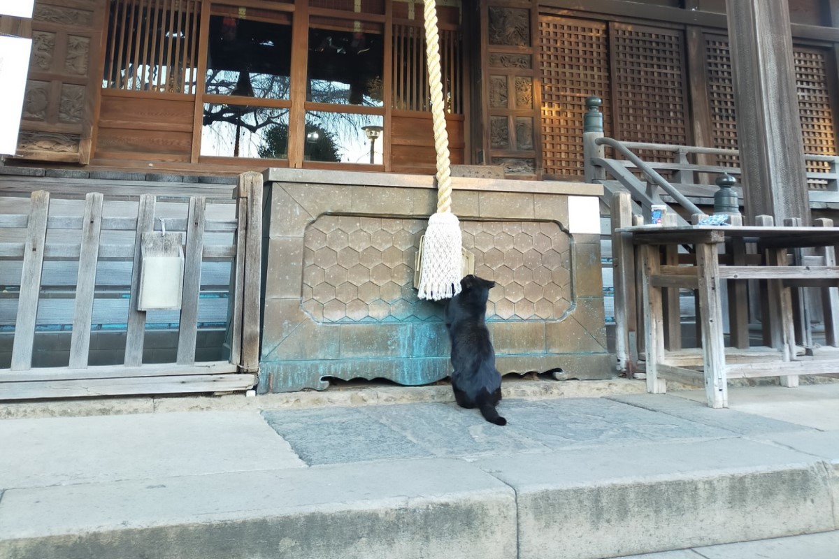 (影)推主到神社參拜驚見黑貓在「搖鈴」網笑：求更多罐罐啦！ | 新奇 |