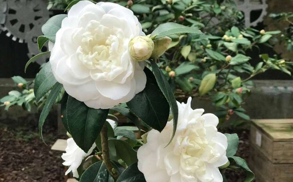 台北花系列三連發 漫步花海一掃疫情陰霾 旅遊 新頭殼newtalk