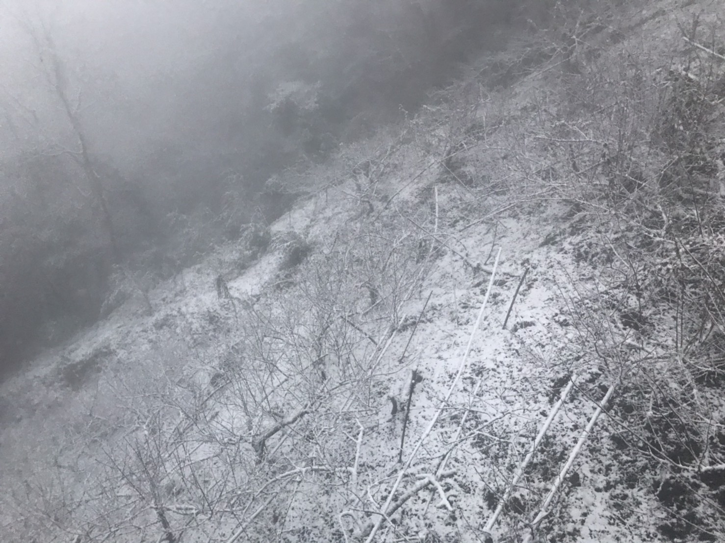 (影)拉拉山雪下不停！巨木區成夢幻銀白世界