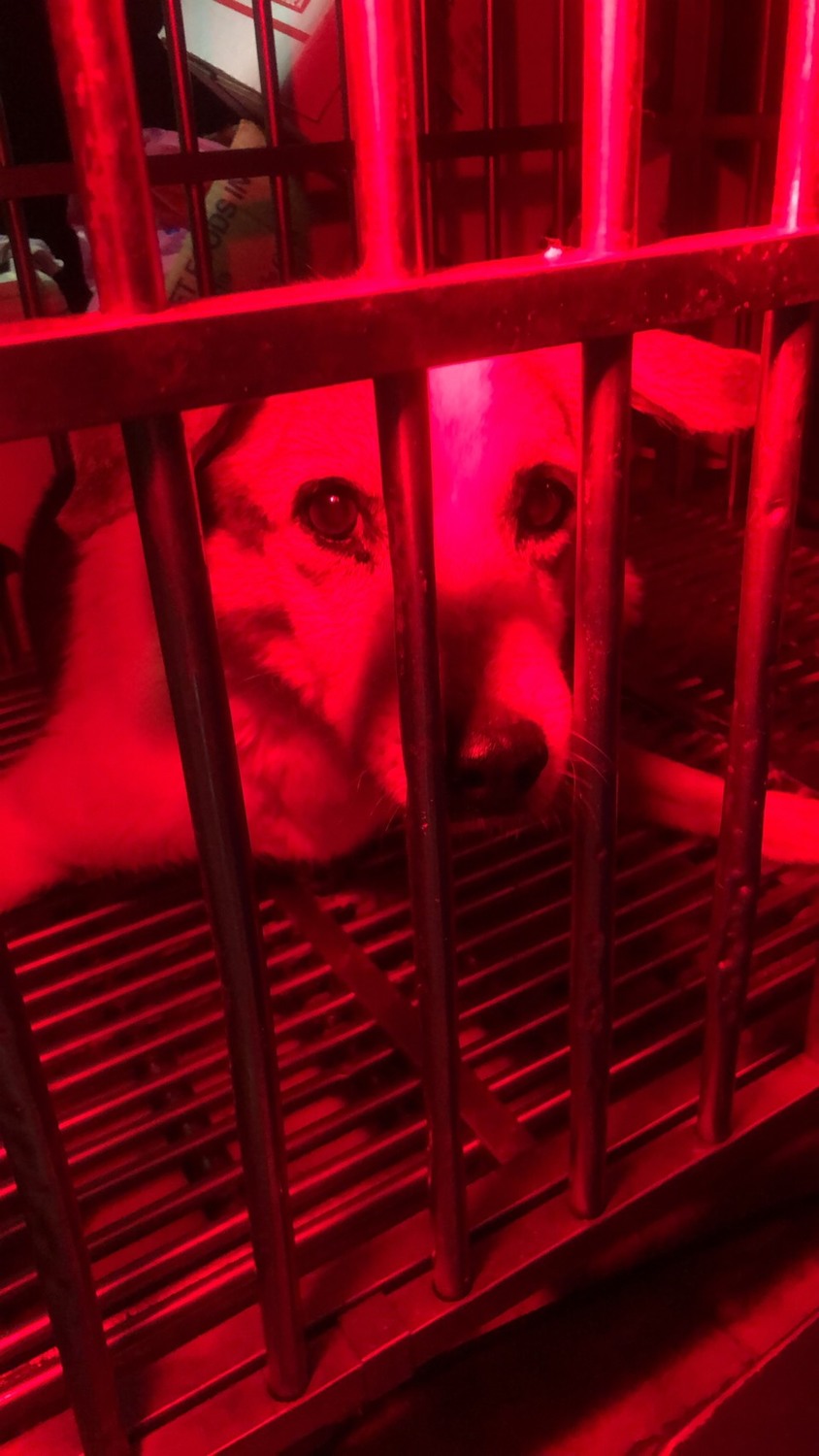 獸醫院給予受凍犬隻保溫燈，讓牠在寒冷的天氣裡不再受凍。   圖：新北市動保處提供