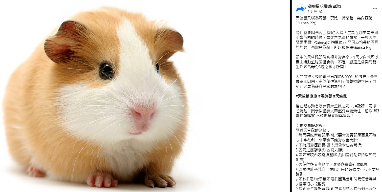 天竺鼠 天竺鼠容易孤單致死：瑞士立法禁止人民「只養一隻天竺鼠」，竟催生出租相親生意