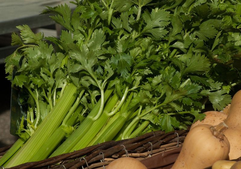 芹菜保存有撇步！冷藏前先做1動作