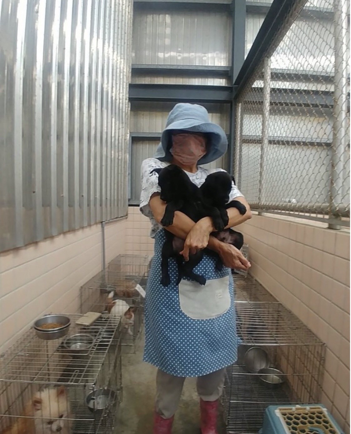 貴婦志工跨洋捲袖為浪浪溫馨送愛   淡水動物之家更美的風景是人