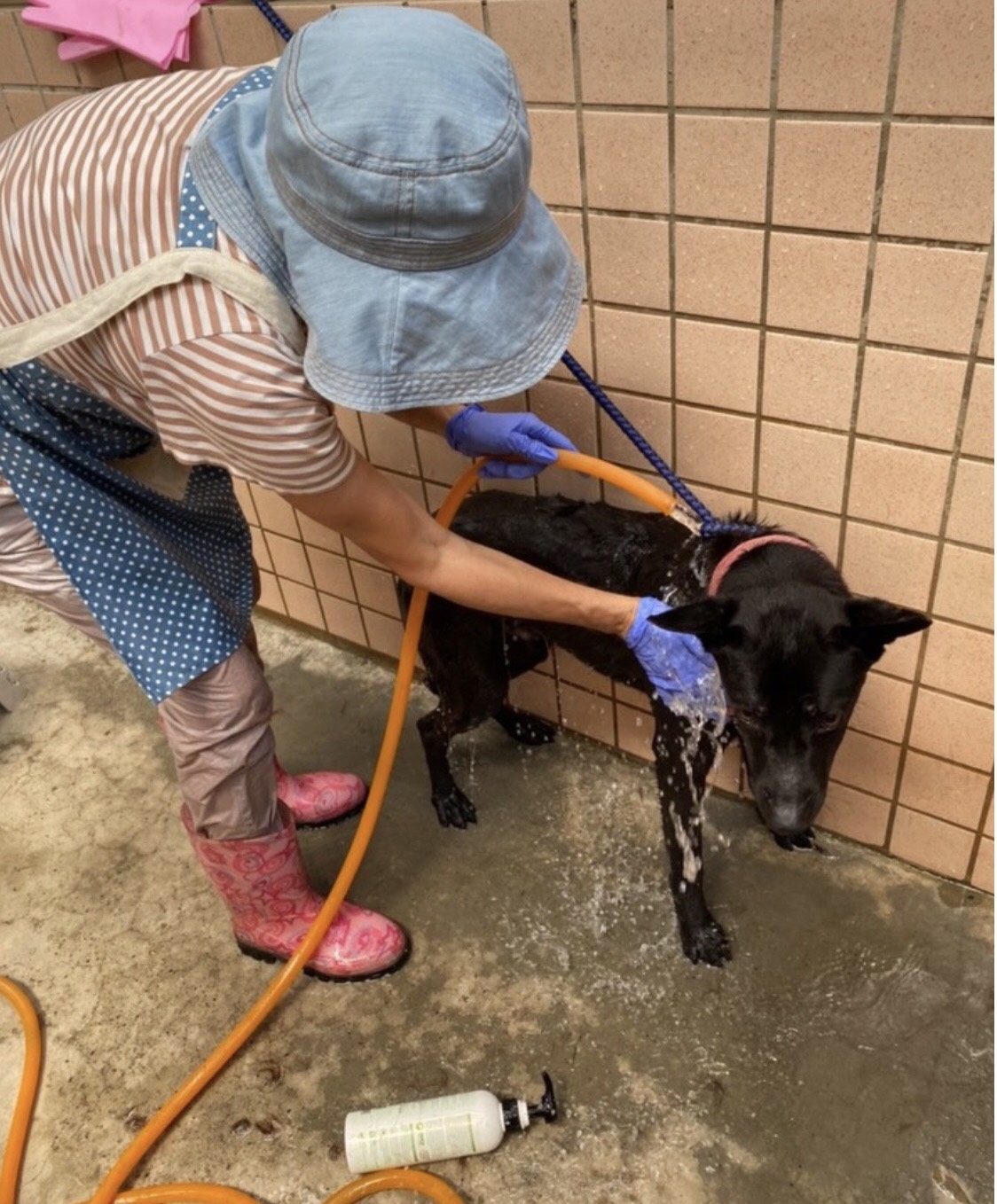 貴婦志工跨洋捲袖為浪浪溫馨送愛   淡水動物之家更美的風景是人
