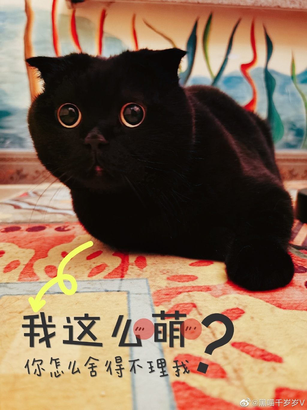 黑貓知道自己是黑色的？測試百萬網紅貓智商