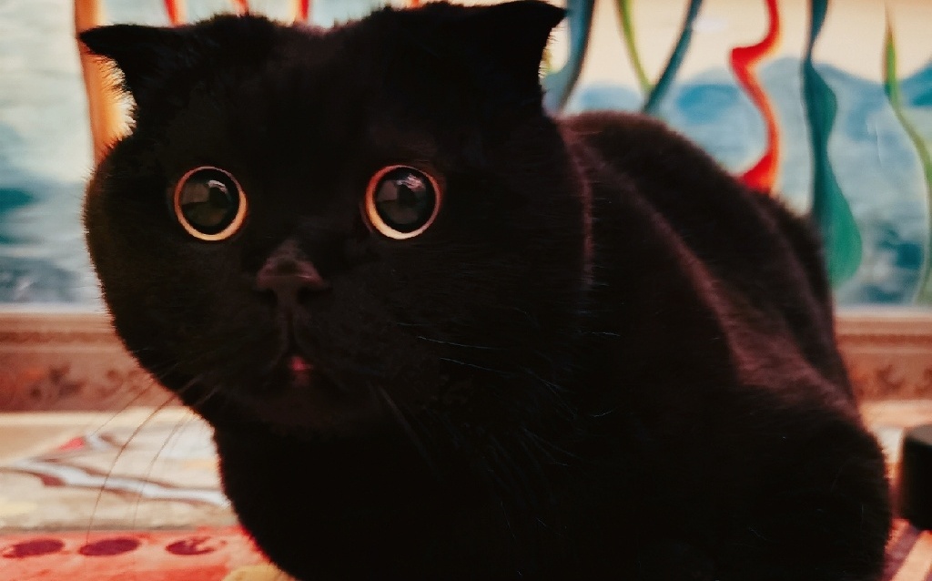 黑貓知道自己是黑色的？測試百萬網紅貓智商 | 網紅 | 新頭殼 Newt