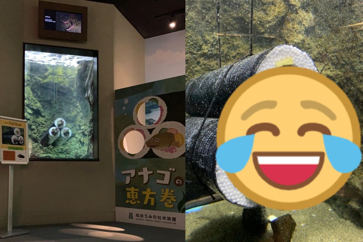 看了都餓了？水族館設「星鰻惠方卷」魚窩　果然吸引魚入住！