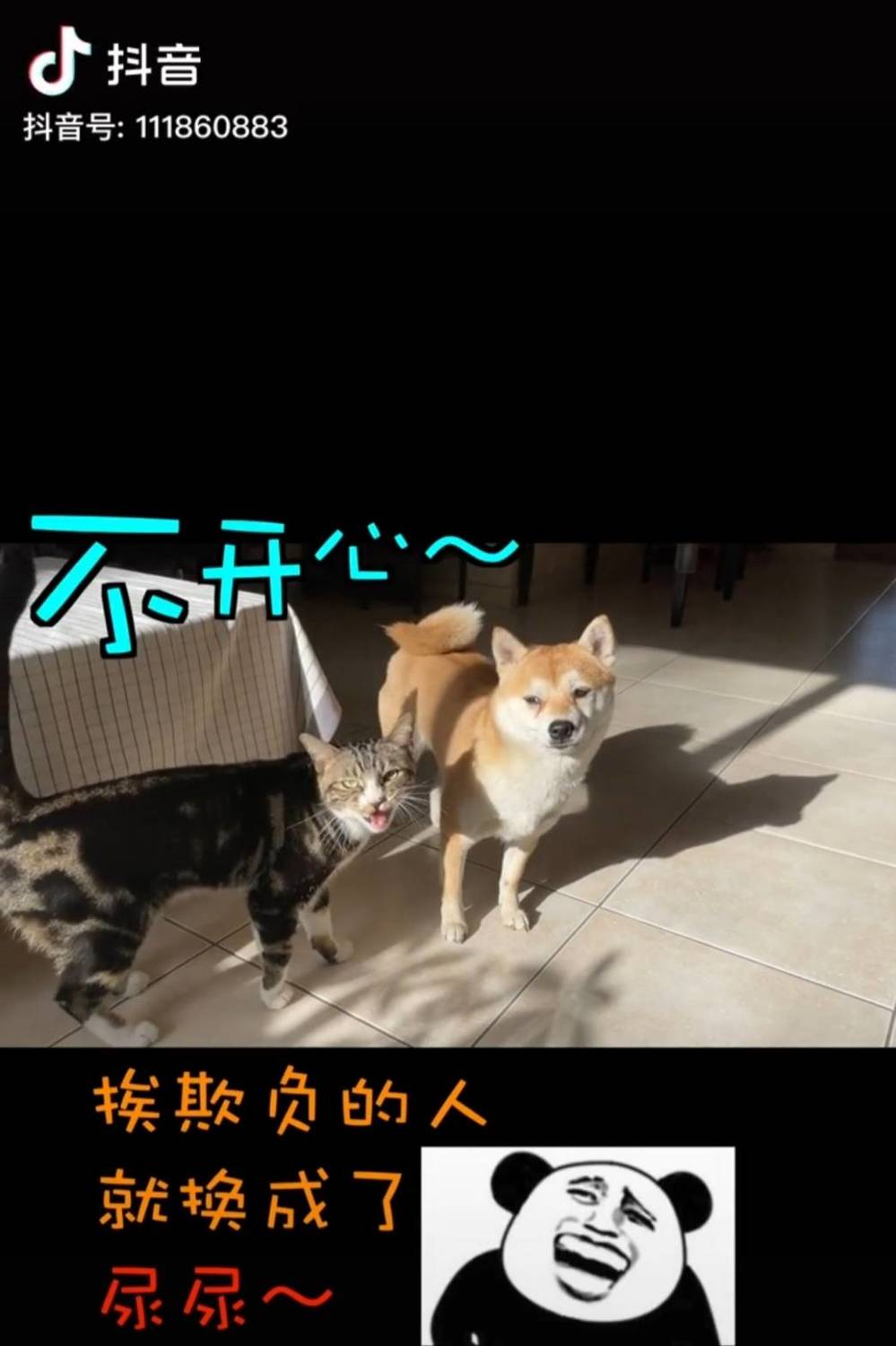 貓會被狗欺負？網紅幸災樂禍看貓狗鬩牆