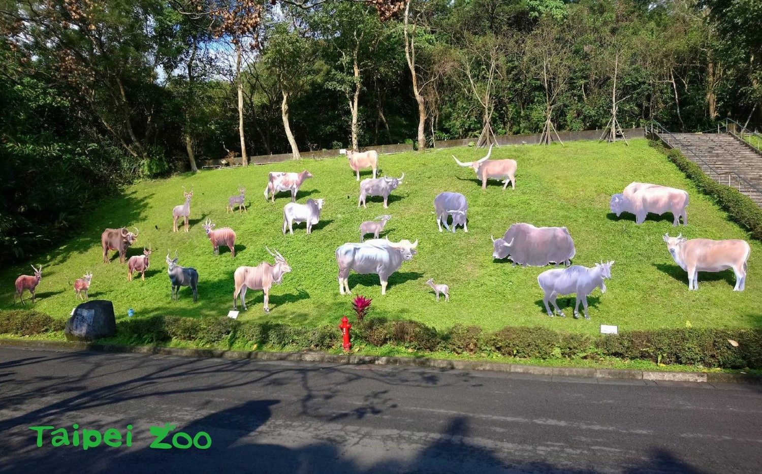 羊其實算牛科動物？台北動物園「生肖特展」1/30大解密
