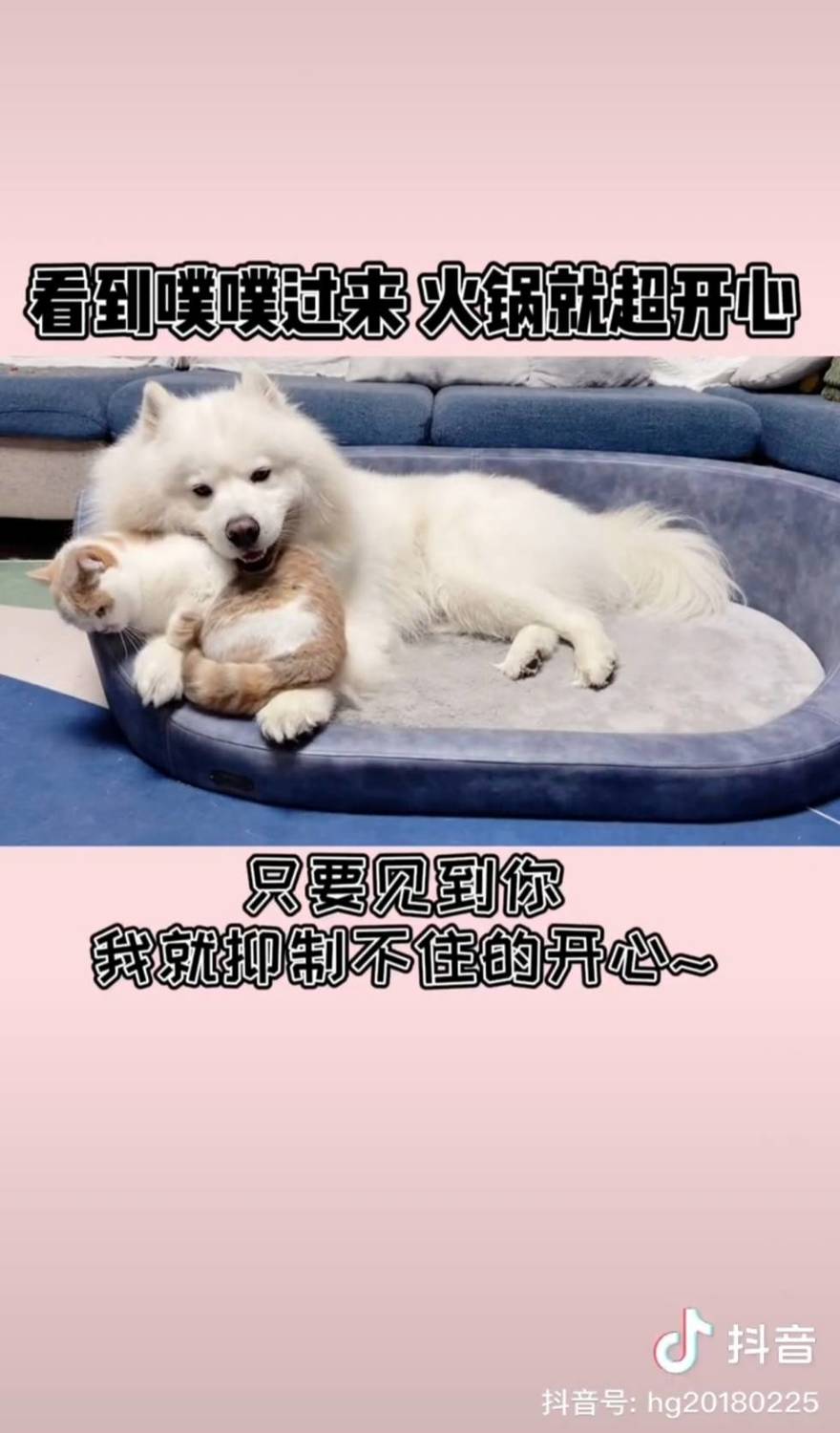 貓和狗談戀愛？網紅萌寵們的愛情