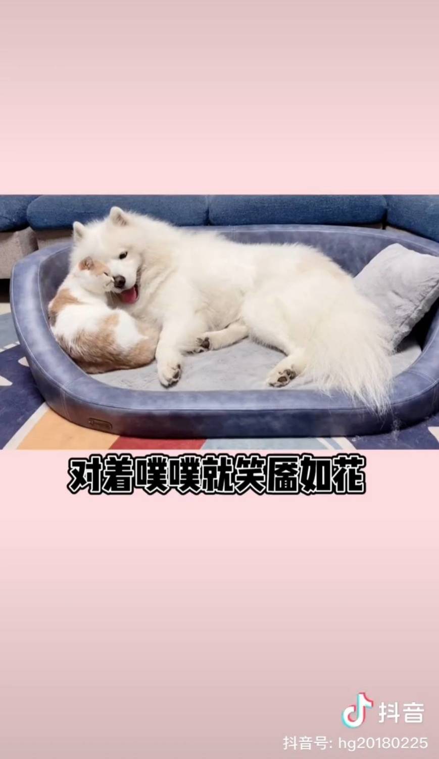 貓和狗談戀愛？網紅萌寵們的愛情