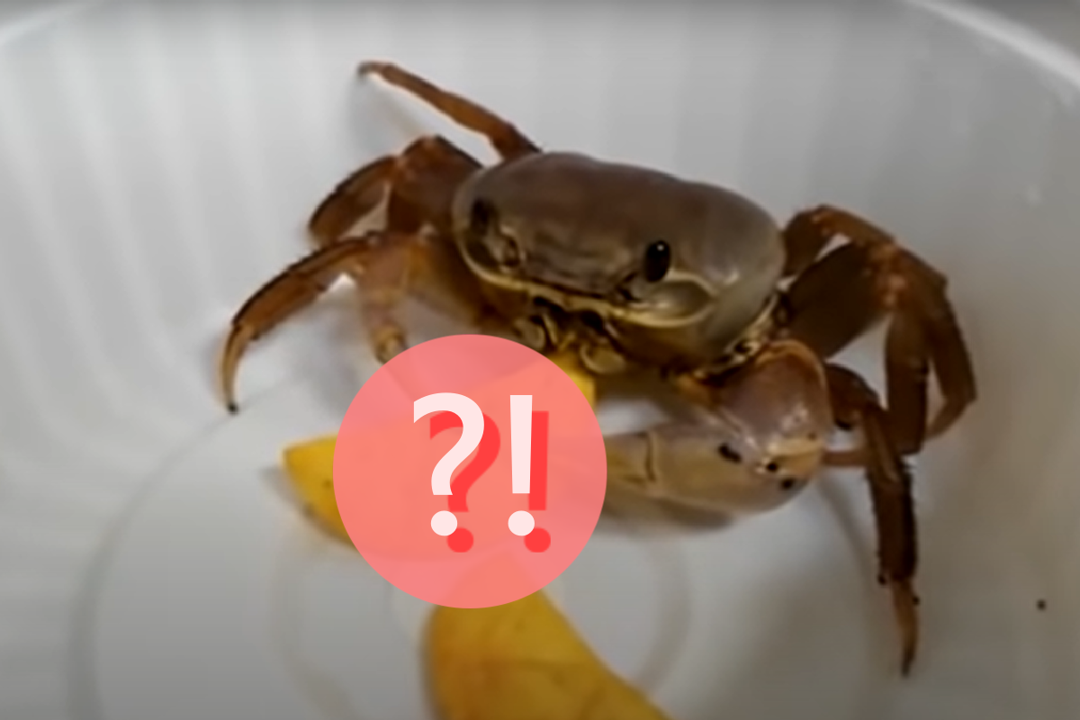 (影)主人丟一片餅乾　螃蟹兩螯狂擺往嘴塞：我還要！！