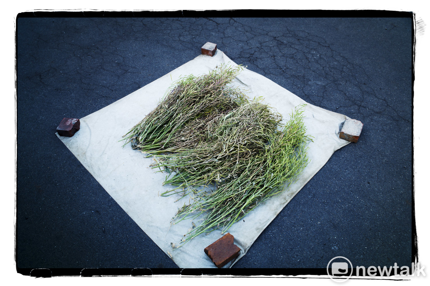 彰化縣員林市一戶農家在自家的曬榖場曬蘿蔔的種子，以備來年的秋天再播種。   圖：張良一/攝