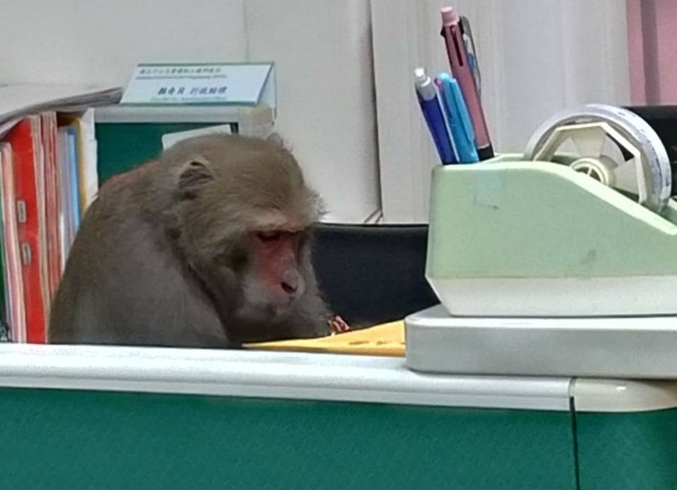 中山大學「獼猴坐辦公室」引熱議 網戲稱：負責審論文？