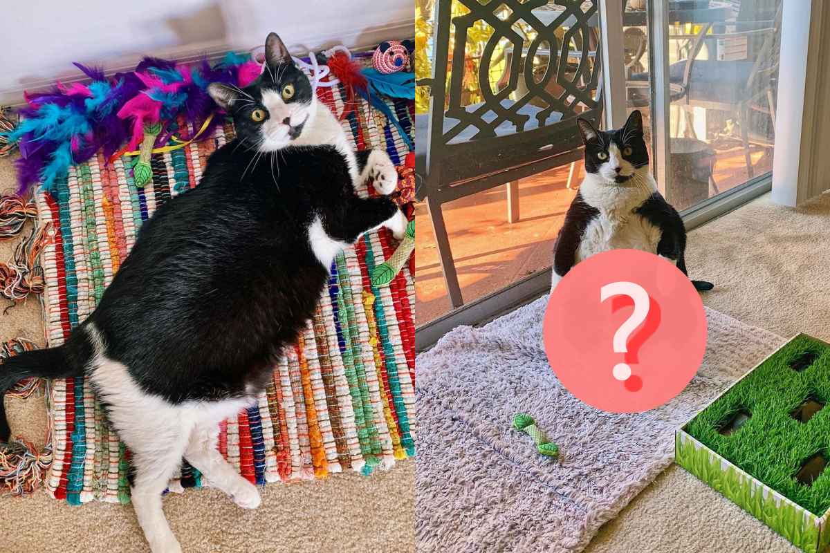 影 賓士貓喜歡 企鵝站 網爆笑 想彰顯自己很大 新奇 新頭殼newtalk