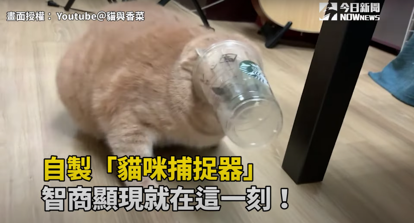 (影)貓與香菜／自製「杯子陷阱」貓貓智商顯現就在這個瞬間！