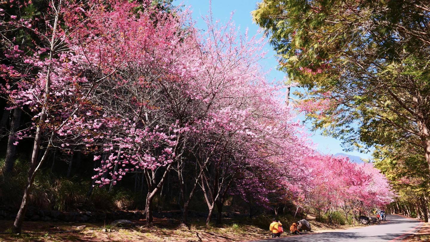 櫻花爆發！中部5大最佳賞櫻地花訊大公開